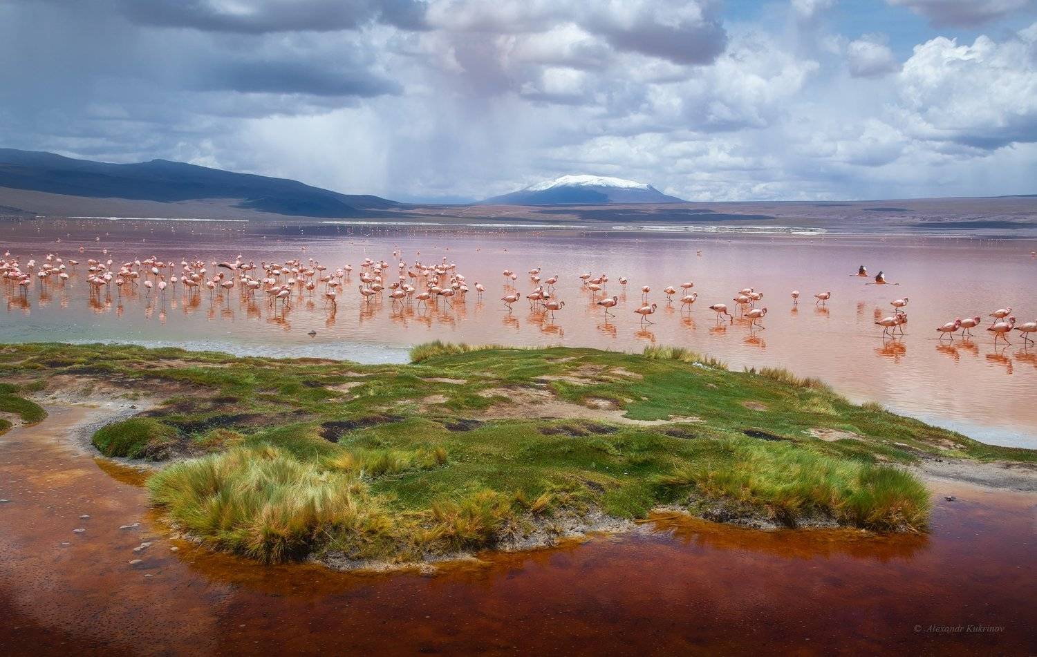 боливия, фламинго, colorada, Александр Кукринов