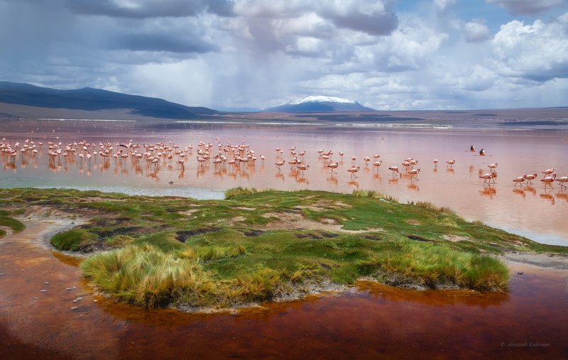 боливия, фламинго, colorada Сказочная лагуна... фото превью