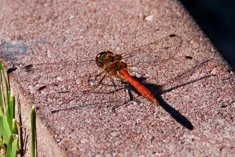макро,природа,насекомые стрекоза фото превью