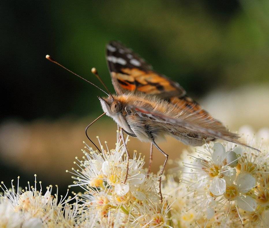, Сергей Фудиненко