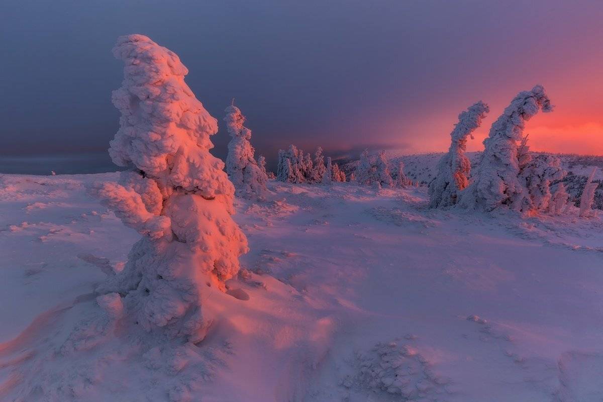 landscape, tree, sunrise, winter, snow, Petr Fiala