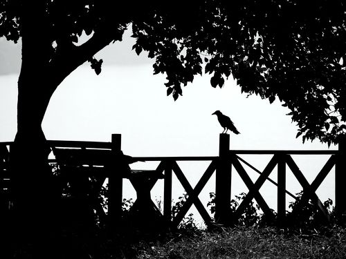 Raven