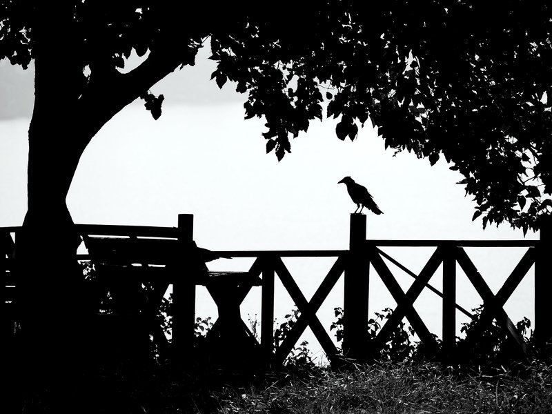 turkey, travel, blackandwhite Raven фото превью