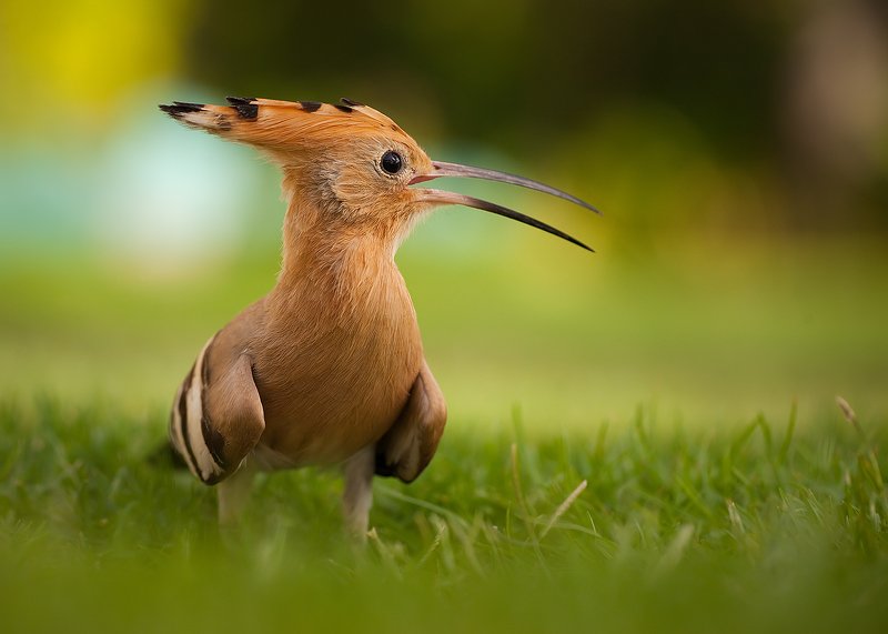 Hoopoe фото превью