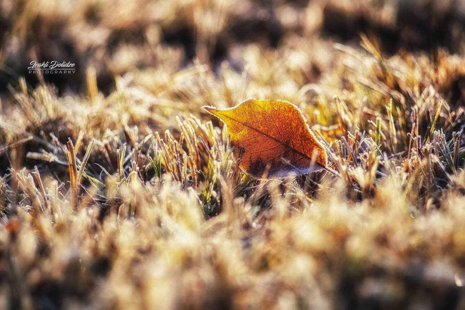 макро, природа, утро, macro, nature, outdoor, morning, frozen, bokeh, blur., ირაკლი დოლიძე