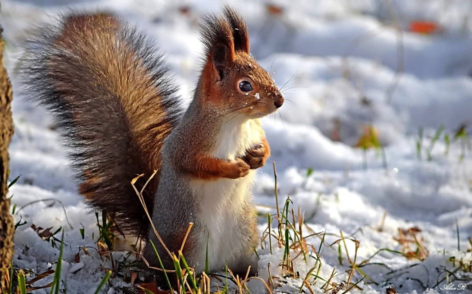 , Razgulyaev Aleksandr