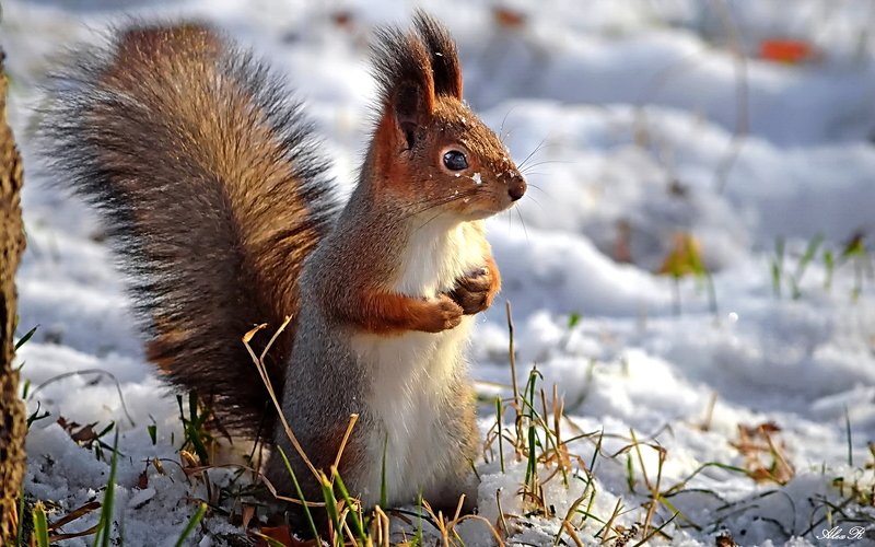 Белочка на солнышке фото превью