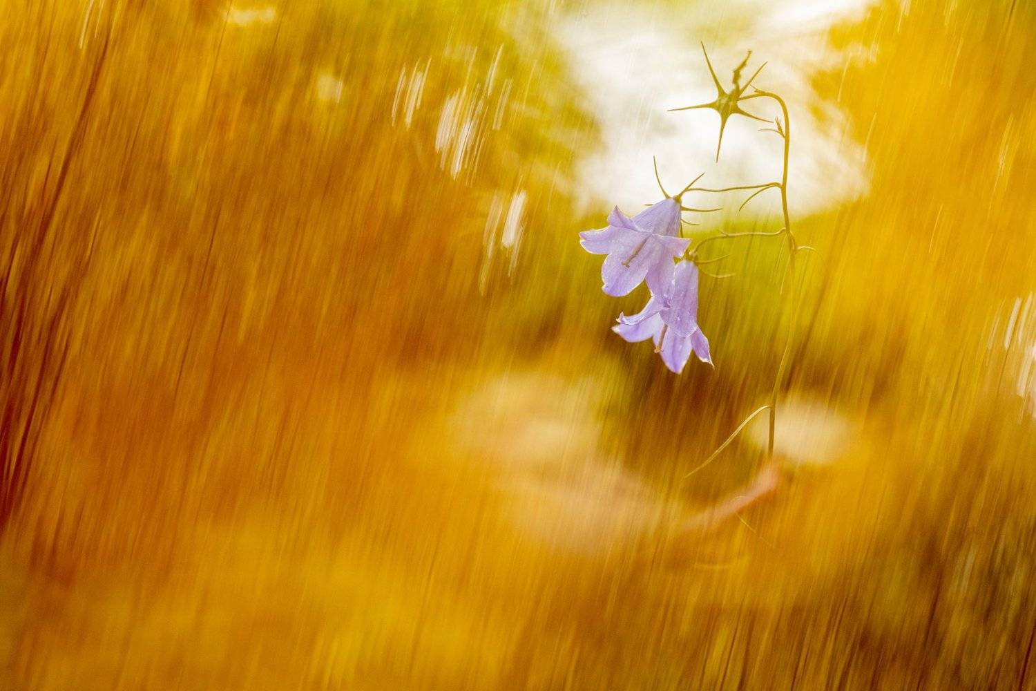 цветы,цветок,колокольчик,макро,растения,флора, Александр Иванов