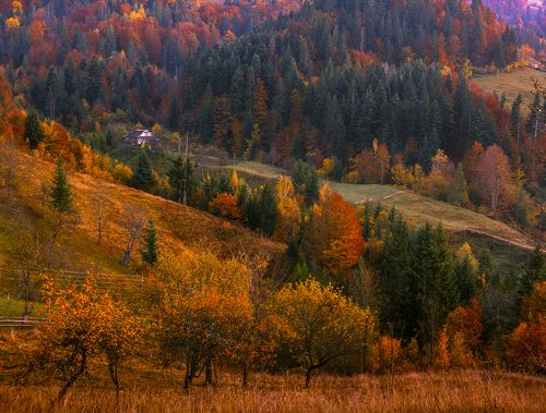 Autumn foliage trees in the mountains. Meadow with haystack and forest in the Carpathian mountains Fuji Velvia film