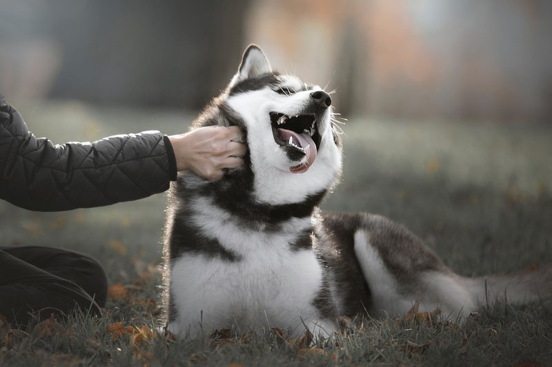 husky, dogs, siberian husky Ehehehehe фото превью