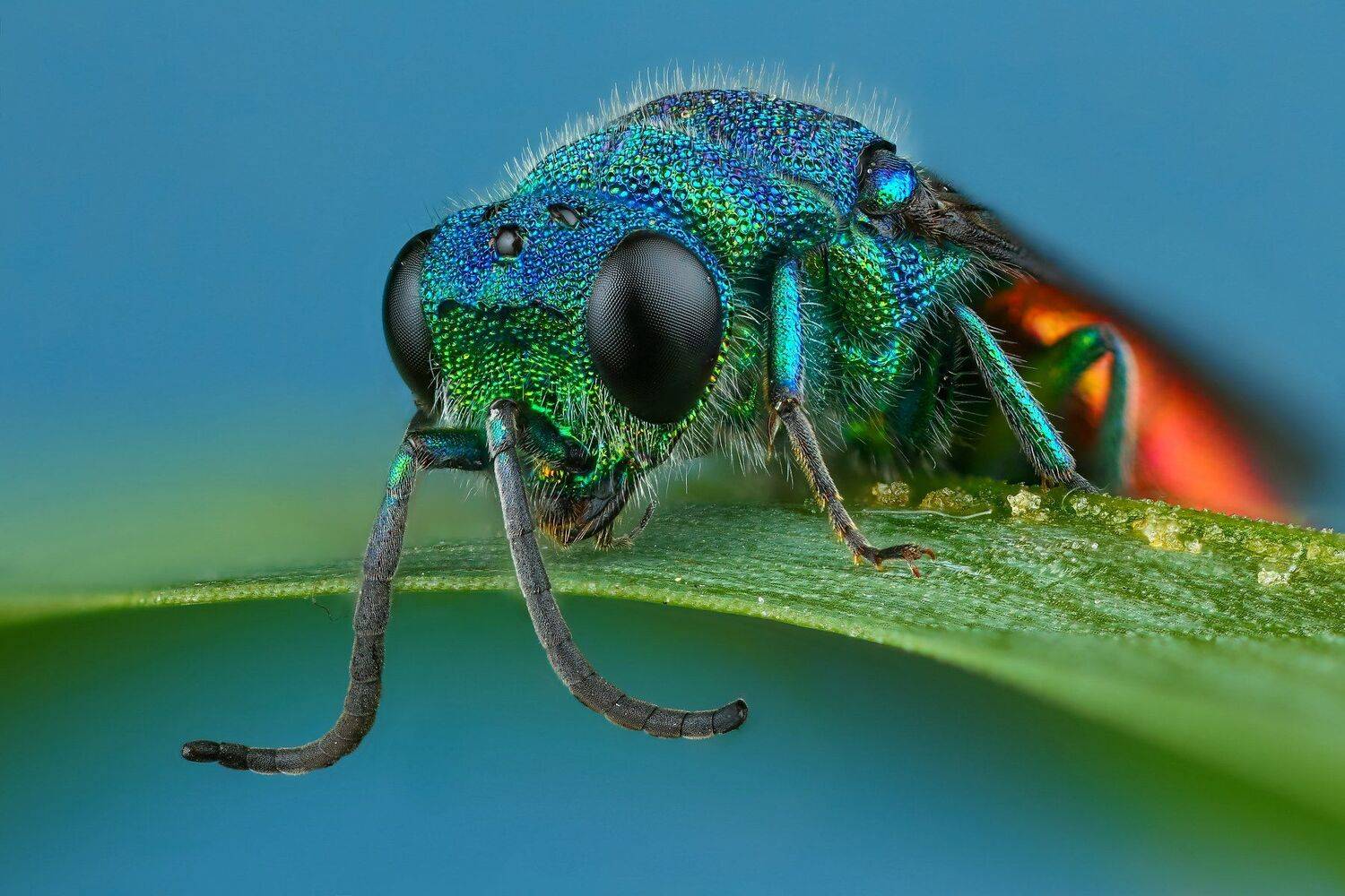 оса макро природа синий розовый цвет травинка зеленый портрет, Андрей Шаповалов