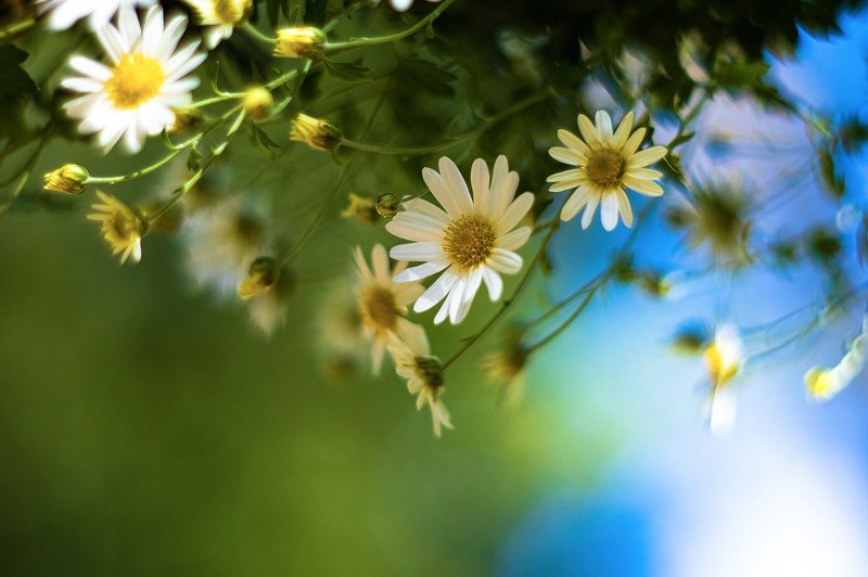 flowers, autumn, цветы, осень Flowers фото превью