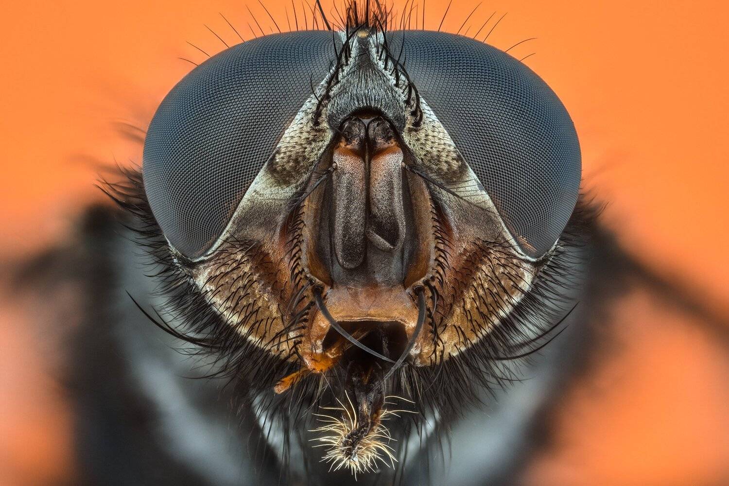 ceclii, macro, extrememacro, nikon d3400, lomo 3.7x, Tsvetan Ganev