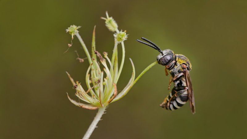 Сонное равновесие фото превью