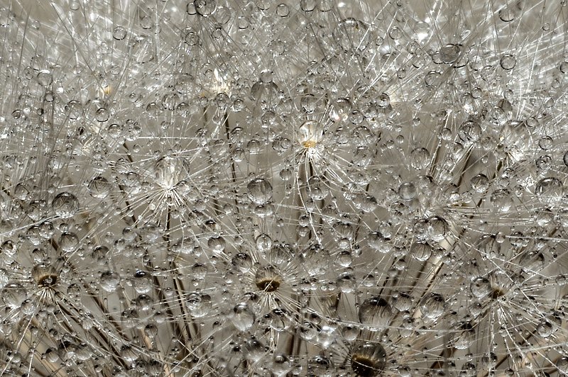 макро,растения одуванчик в каплях воды фото превью