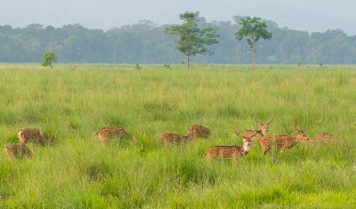 Sika or spotted deers herd in the jungle. Wildlife and animal photo. Japanese deer Cervus nippon