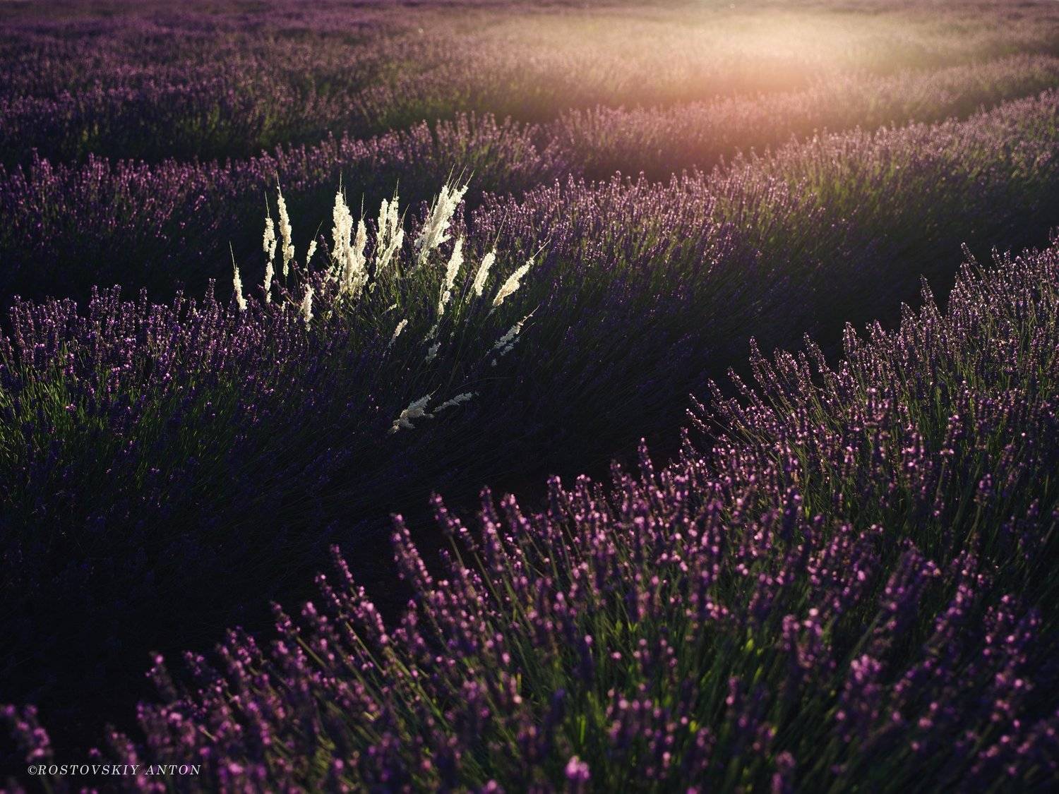 Прованс, лаванда, восход, фототур, Франция, лето, Ростовский Антон, фотопутешествие, Provence, лавандовое поле,, Антон Ростовский