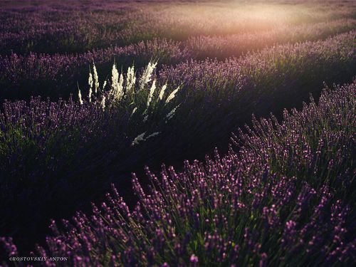 Утренний акцент (фототур в Прованс)