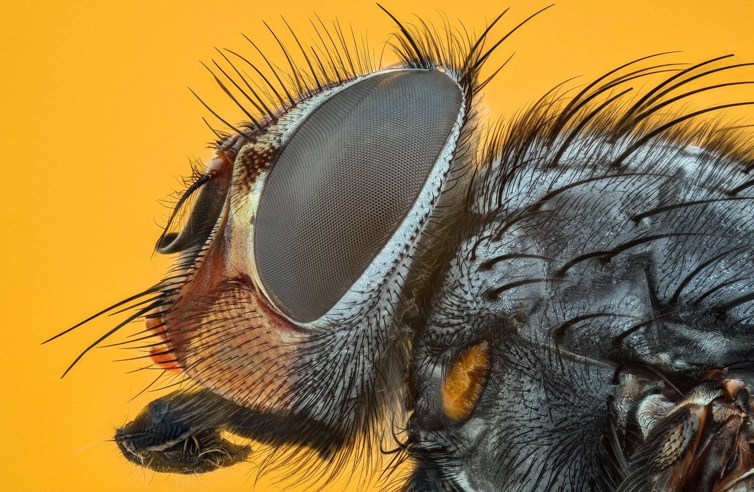 ceclii, macro, extrememacro, nikon d3400, lomo 3.7x, Tsvetan Ganev