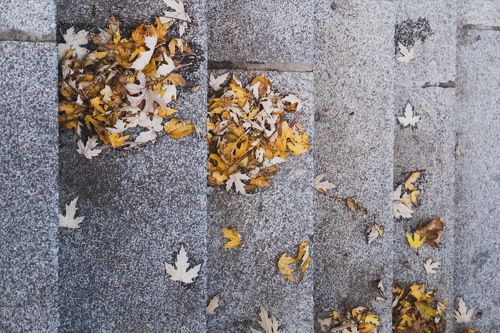 Листва. Декабрь. Берлин