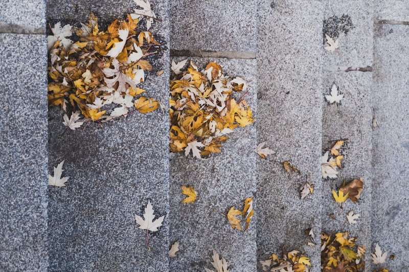 листва декабрь берлин Листва. Декабрь. Берлин фото превью