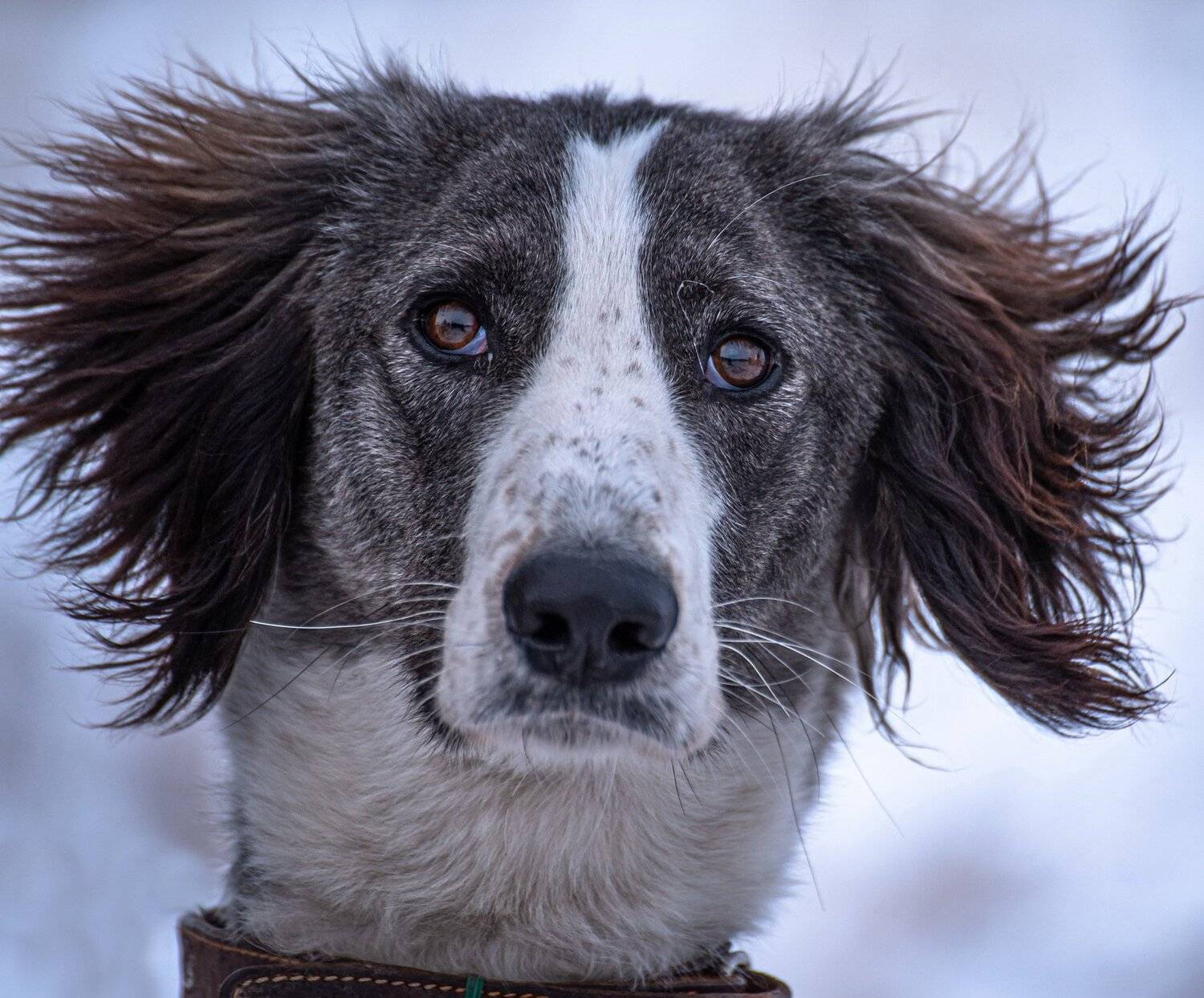 собака, Евгений Дроботенко