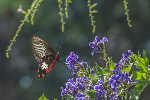 Beautiful butterfly in the garden