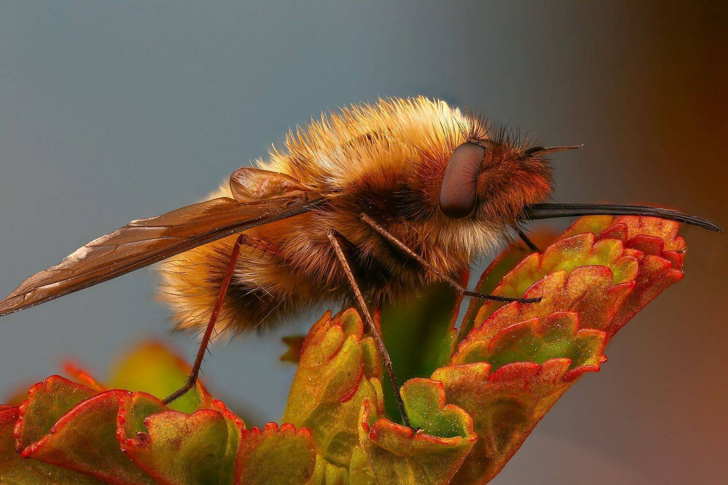 муха макро природа синий  цвет травинка зеленый, Андрей Шаповалов