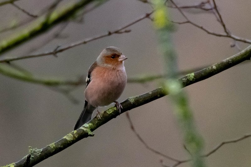 fringilla coelebs; nature; bird; sparrow; Pinson des arbres фото превью