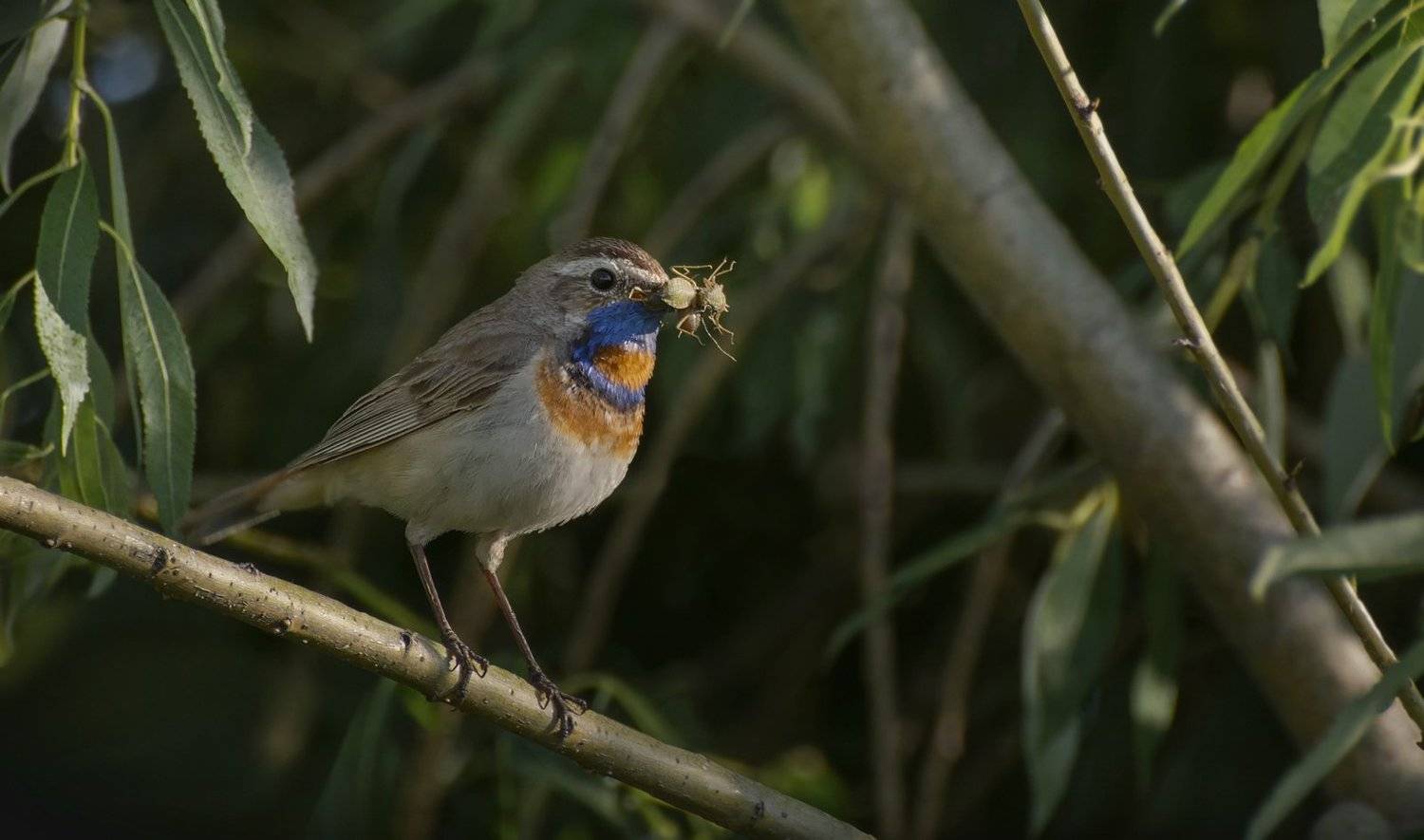 птица, варакушка, самец,, Марина Мочалова