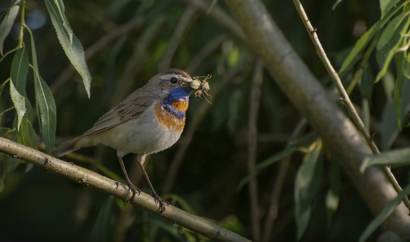 птица, варакушка, самец, Варакушка.. фото превью