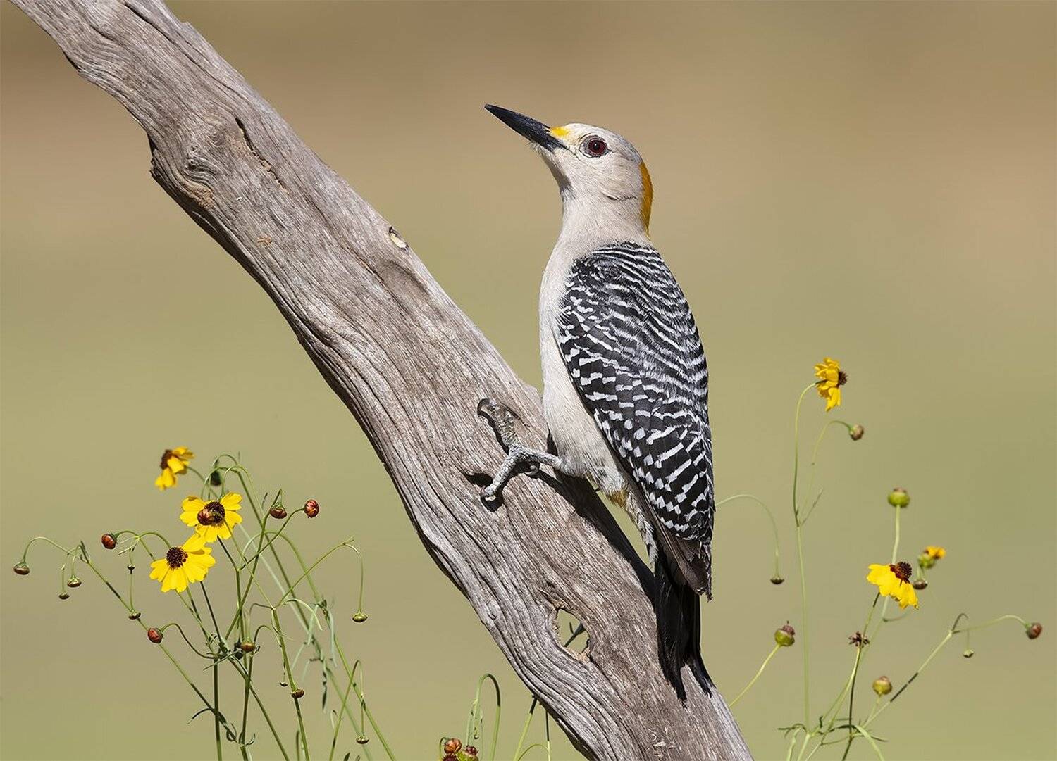 golden fronted woodpecker, золотолобый меланерпес, дятел, woodpecker, tx, texas, Elizabeth Etkind