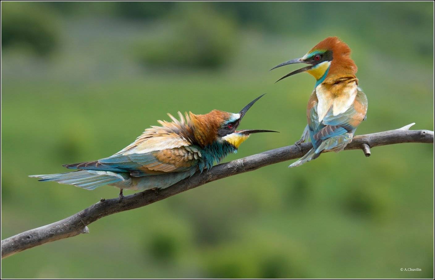 щурки,милые,птички, Александр Чувилин