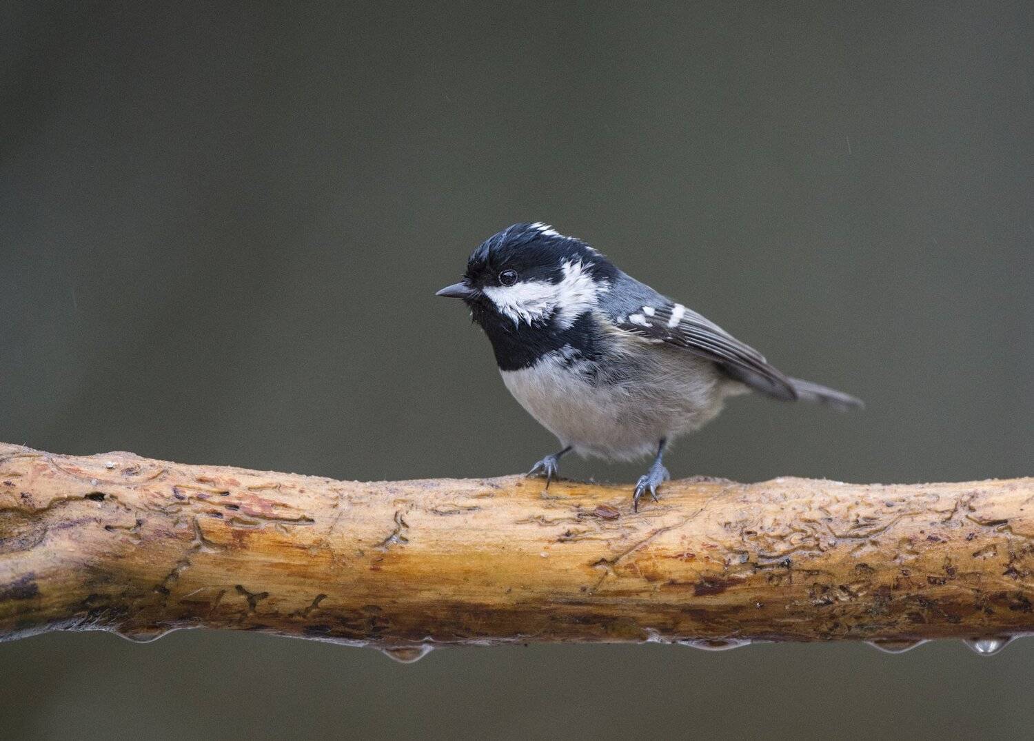 , Юрий Кулаков