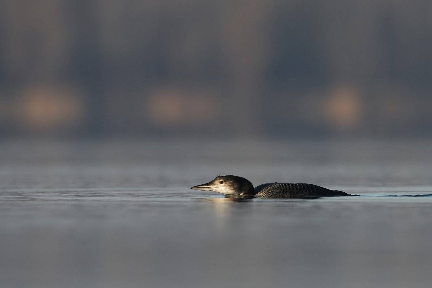 , Piotr Blachliński