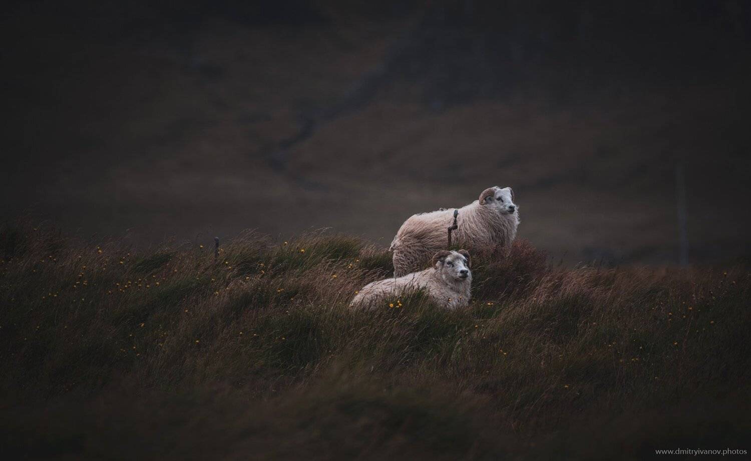 меринос, исландия, Дмитрий Иванов