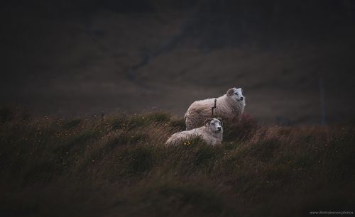 Вопреки всем ветрам