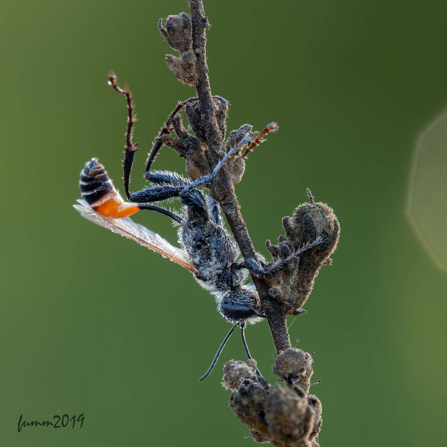 , Игорь ФУММ