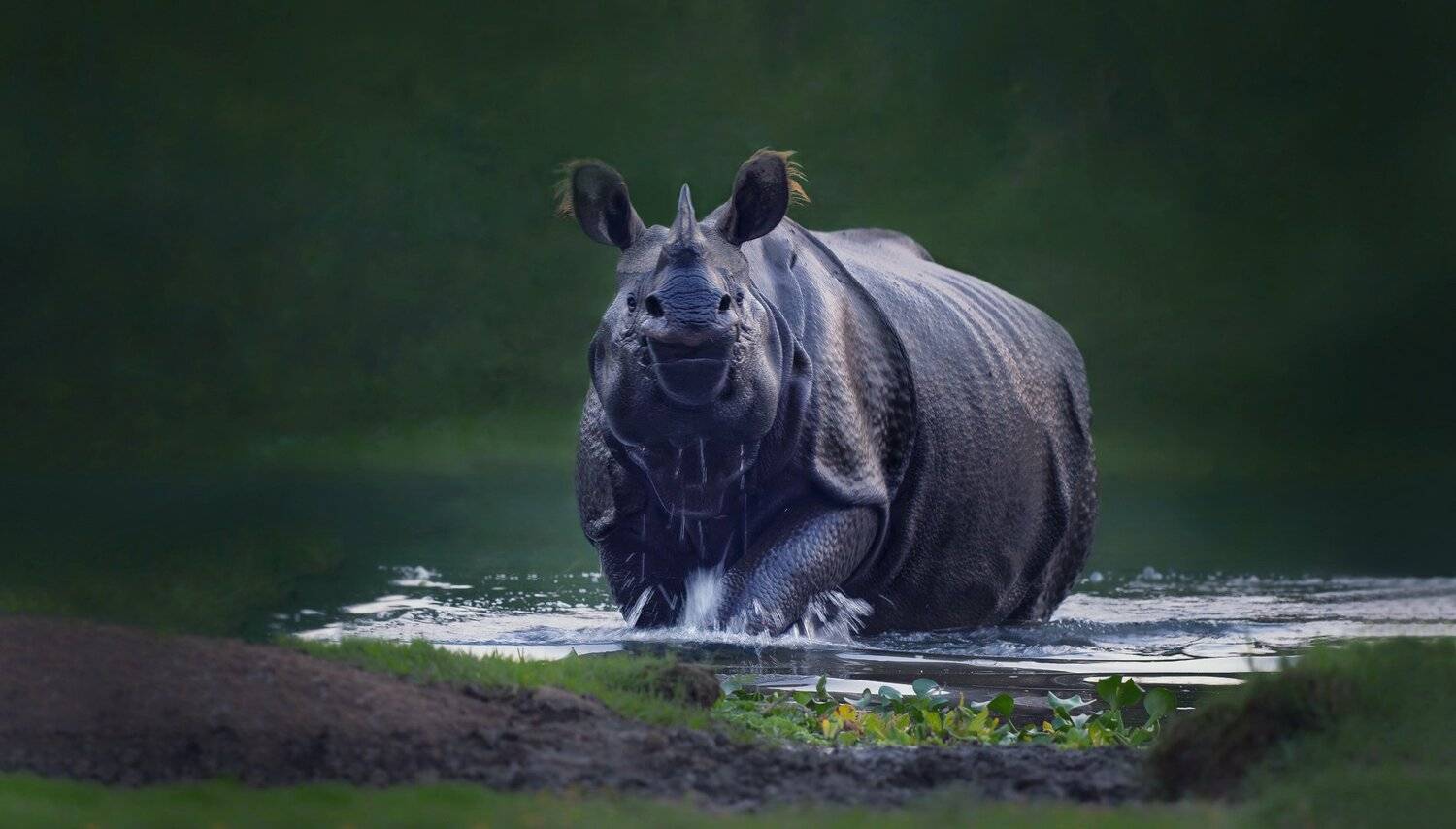 , Vladimir Morozov