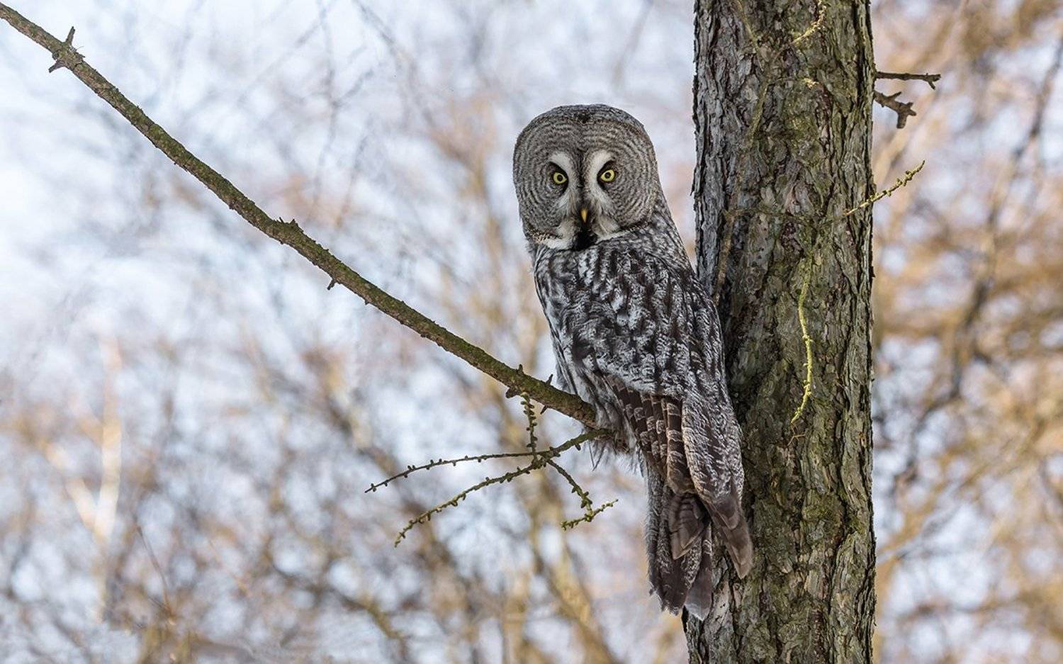 неясыть, неясыть бородатая,  хищная птица, птица, дикая птица, орнитология, дикая природа, фотоохота,, Victor Dubinkin