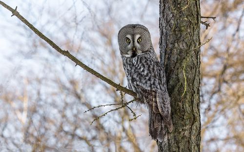 Неясыть бородатая.
