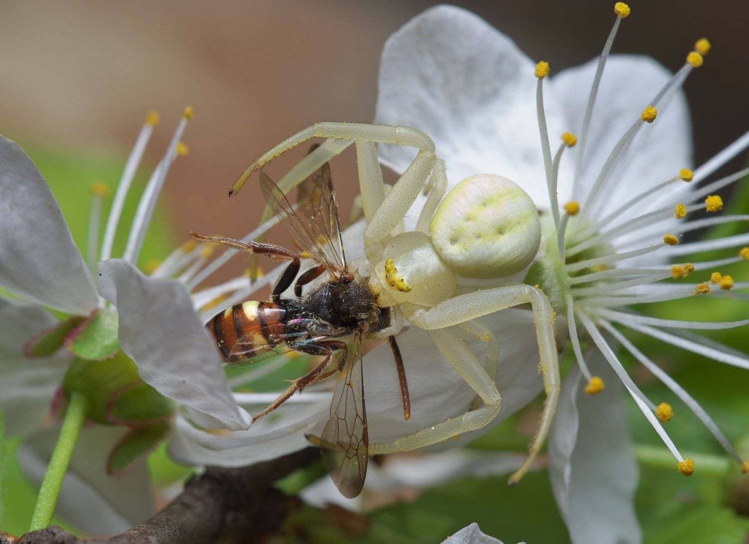 , Сергей Харитон