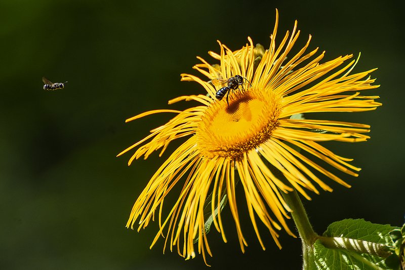 макро,природа,насекомые пчелки фото превью