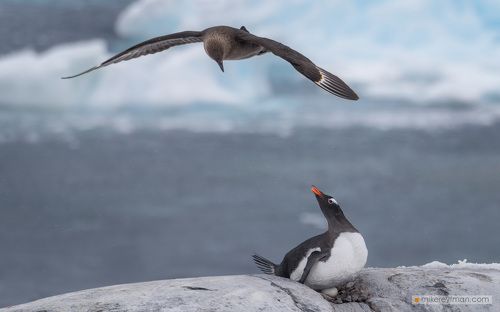 БОРЬБА ЗА ВЫЖИВАНИЕ
