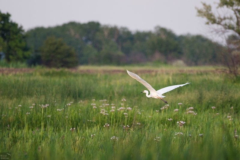 great egret, Ardea alba, birds, animals, nature, birdwatcher Fly away фото превью