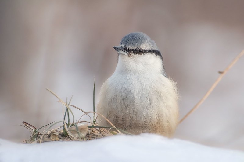 *** фото превью