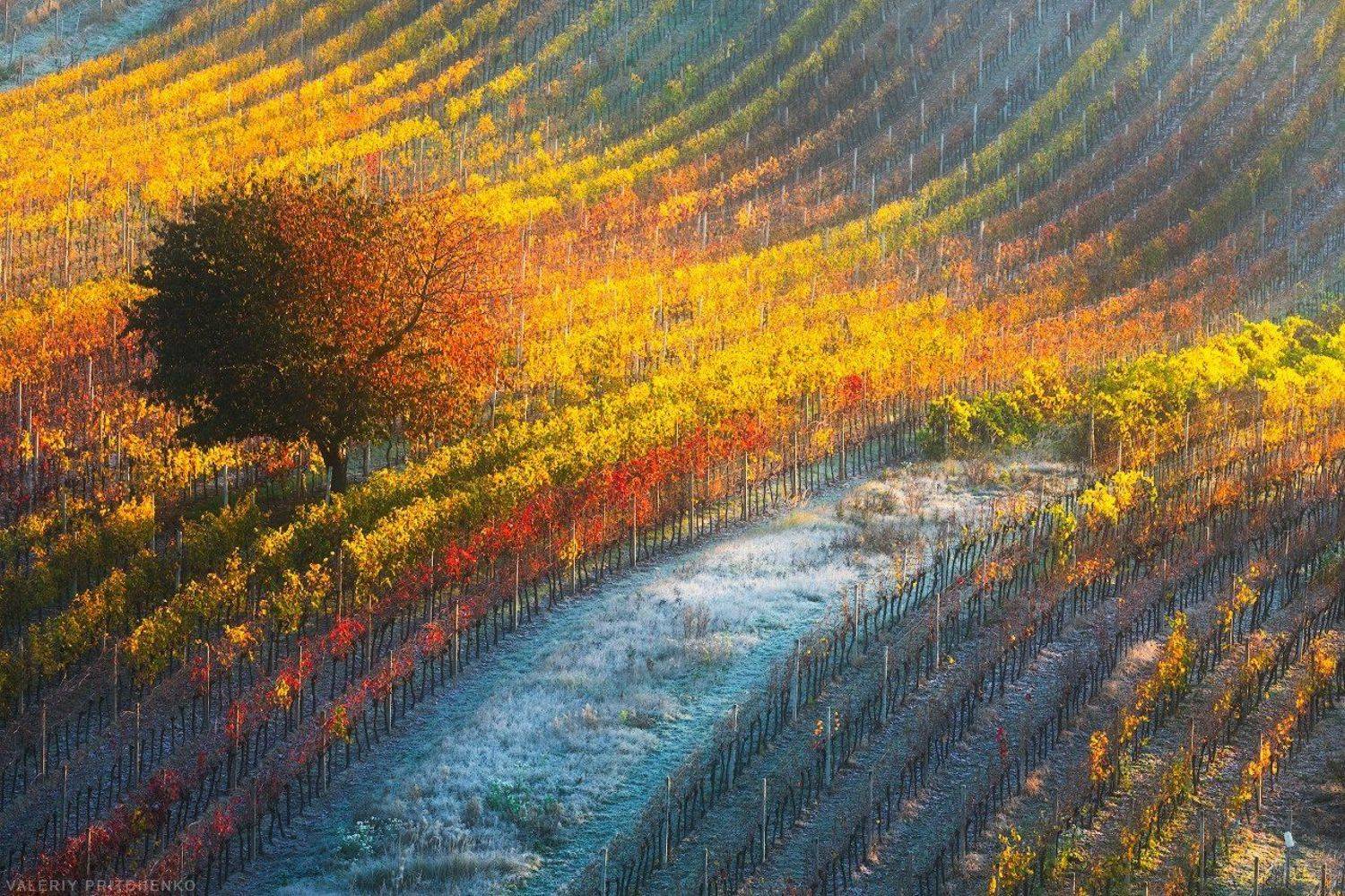 morava, south moravia, czech republic, landscape, sunrise, природа, пейзаж, утро, моравия, южная моравия, Валерий Притченко