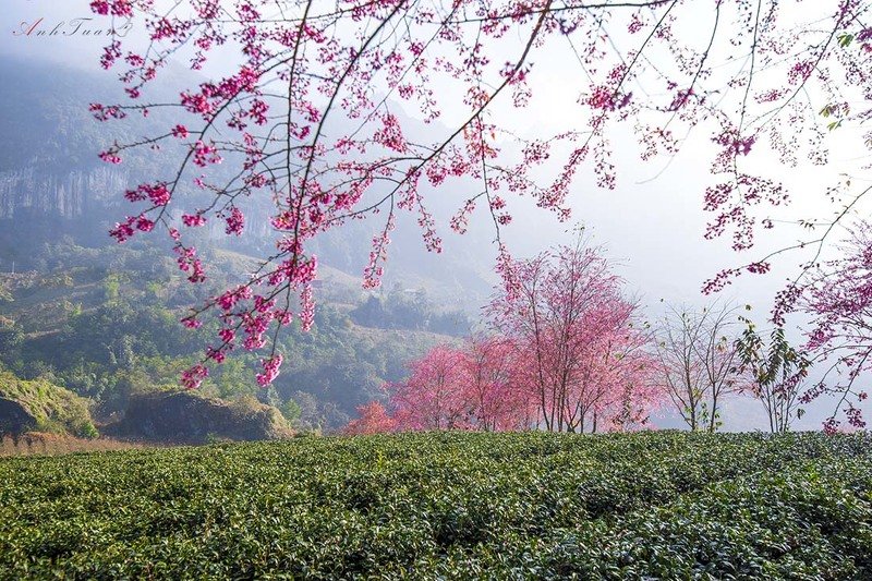 #sellingphoto.#spring.#sapa. Spring фото превью