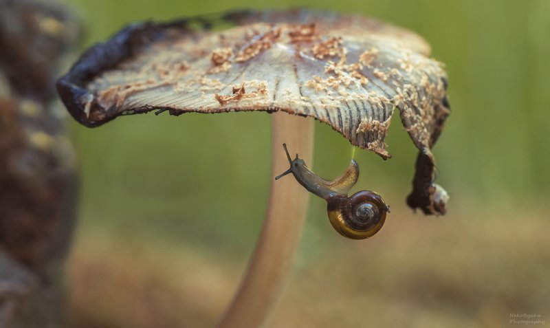 макро, природа, мох, гриб, улитка, macro, nature, moss, mushroom, snail, Миссия не выполнима улиточная версия Х) фото превью
