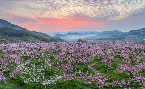 Peach Blooming Hills